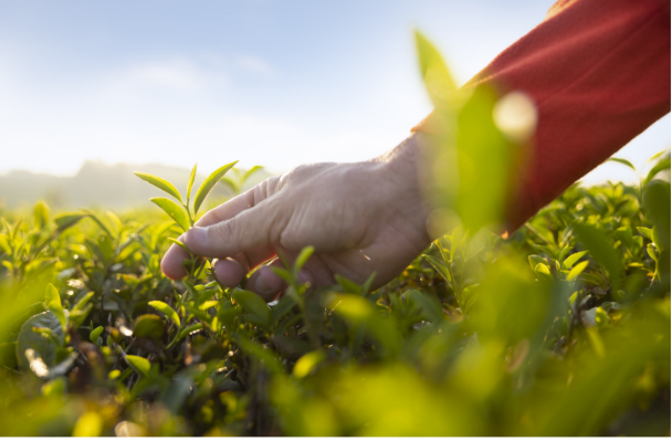 Picking Tea Leaves